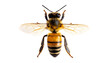 © Ninja in Pajamas - Honey bee top view isolated on transparent background
