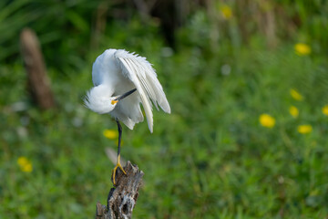 Wall Mural - A snowy egret preening while perched on a tree stump