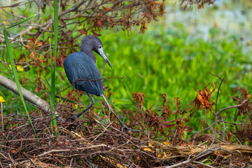 Wall Mural - A little blue heron perched near a pond