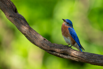 Wall Mural - A male bluebird perched on a vine