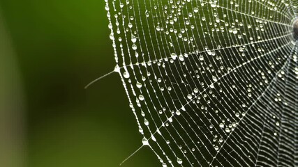 Close-up of a dew-covered spiderweb glistening against a blurred green foliage background, showing the intricate web pattern and delicate droplets.