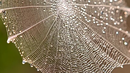 Close-up view of a delicate spiderweb glistening with water droplets, illuminated by natural light, creating an intricate nature scene.