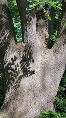 Poster - Tree trunk with leaf shadows in forest light