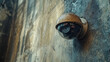© Almaz - Surveillance Security Camera Mounted on Concrete Wall