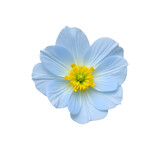 Captivating close-up of a delicate blue anemone flower showcasing its vibrant yellow center and intricate petal details against a simple layout