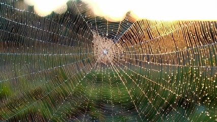 Spiderweb glistening with water droplets, illuminated by golden sunlight, against green background, creating intricate pattern