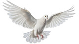 dove flying transparent background png