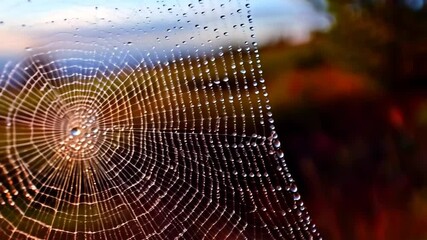 Close-up shot of a dew-covered spiderweb silhouetted against an autumnal landscape, creating a nature-inspired aesthetic