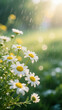 © dong - Shasta daisies blooming in the rain