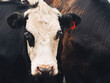 © Austockphoto - Black and white cow closeup
