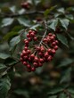 © fuwen - Red berries hanging from tree branch.