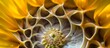 © nettspring - Abstract sunflower with Fibonacci spiral design, Concept of mathematics, nature