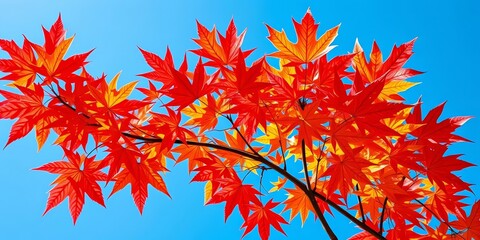 vibrant red, orange, yellow maple leaves against a clear blue autumn sky; ample copy space, illustra