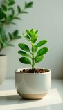 Tiny jade plant in ceramic pot, abstract home styling , studio, green