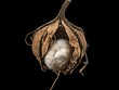 © Aneesa - Cotton plant boll open