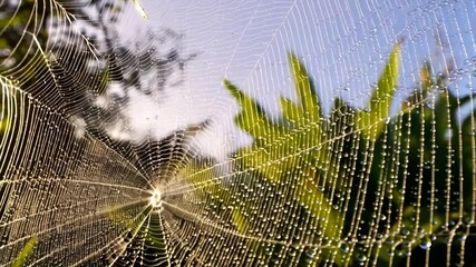 Close-up of a spider web with water droplets glistening in the morning light with vibrant green plants in the background.