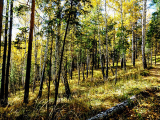Wall Mural - Autumn forest landscape in the early morning on a steep mountainside
