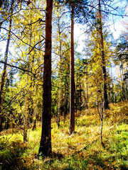 Wall Mural - Autumn forest landscape in the early morning on a steep mountainside