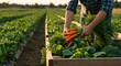 © AsrorCreate - Harvesting bounty carrots and leafy greens abound