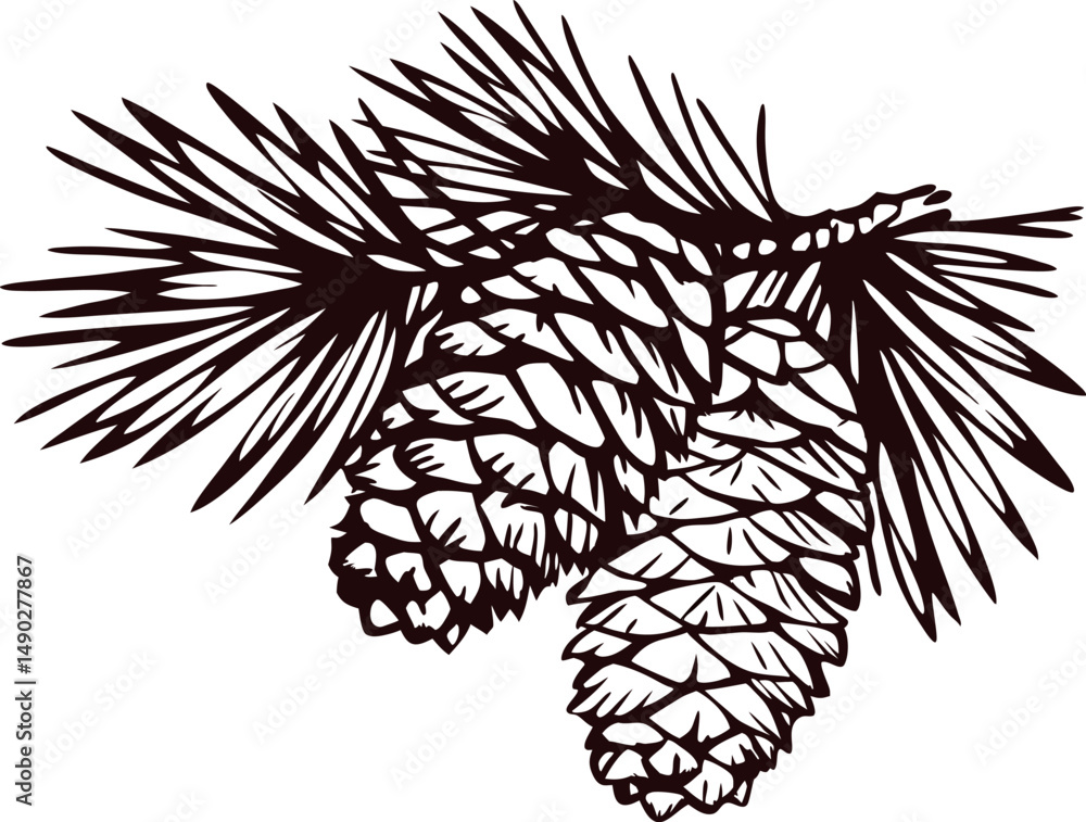 of pine cones with needles in black and white silhouette Stock Vector ...