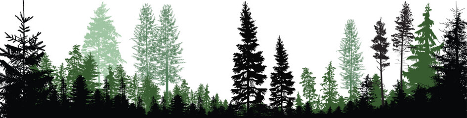 Wall Mural - dark and light panorama forest on white