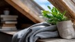 © DIAHIMAGESNEW - Cozy attic reading nook with plants and a blanket