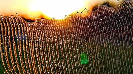 Spiderweb glistening with dewdrops, a natural wonder catching sunlight, illuminated dew covered gossamer texture, beauty of nature, magical.