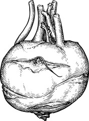 Wall Mural - kohlrabi ink sketch