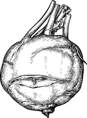 Wall Mural - kohlrabi ink sketch