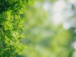 © bocil - Lush green foliage (2)