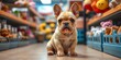 © YASUMIN - Tiny fawn French Bulldog puppy sits calmly in pet store, adorable, adorable, shop
