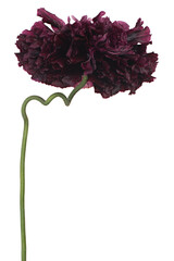 Wall Mural - poppy