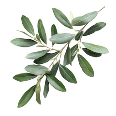 olive tree leaves isolated on white transparent background, cutout
