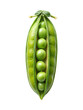 © MdWaliul - Isolated studio shot of a fresh vibrant green pea pod open to reveal peas