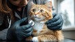 © kik - Veterinarian examining an alert orange and white tabby cat with a stethoscope during a medical checkup in a bright clinic