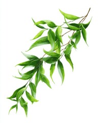 Poster - Green willow branch illustration against white background detailed botanical drawing nature art design element