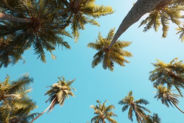 Poster - Palm Trees Reach for the Sky in Tropical Paradise Low Angle View Summer Vacation Destination Blue Sky