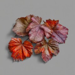 Poster - Autumnal Grape Leaves Displayed on Gray Background Top Down Still Life Fall Season Foliage Red Purple Brown Colors