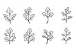 © Sumi Khanom - coriander line art and black color