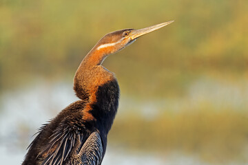 Wall Mural - portrait of an african darter (anhinga rufa) in natural habitat, chobe national park, botswana.
