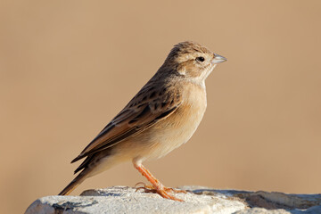 Wall Mural - a lark-like bunting (emberiza impetuani) perched on a rock, south africa.