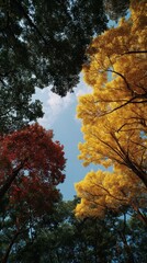 Wall Mural - colorful autumn foliage canopy viewed from below.
