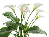 Beautiful calla lily houseplant with elegant white blooms and lush green leaves adds touch of sophistication to any indoor space