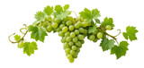 Full bunch of green grapes with curling grapevine leaves, perfectly isolated on white, high-resolution image, minimalistic and clean composition.
