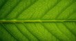 © creativestock - Emerald Leaf Vein: Nature's Intricate Design