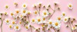 © YASUMIN - Delicate white chamomile daisies scattered on a pale pink background Minimalist flat lay, copy space, calm, aesthetic