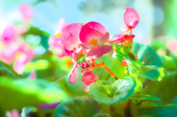 Wall Mural - Flower Series : Pink Begonia flowers. Blooming pink flowers in garden. Close up of colorful begonia in flower bed. Begonia Semperflorens.