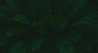 © oneday - A top down view of dark green foliage with a slightly blurred effect creating a natural texture