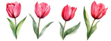 Set of red tulip flowers watercolor illustrations with green leaves isolated on transparent background, vibrant spring floral elements for decoration