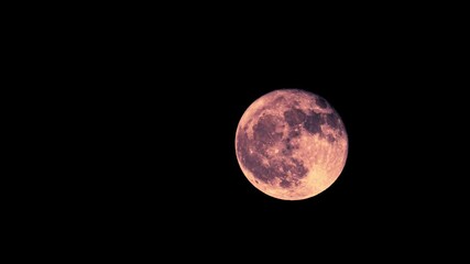 Wall Mural - full moon, blood moon or harvest moon rising in stunning detail on a night with no clouds - zoomed i